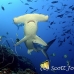 shark_hammerhead_scalloped_mo_ci_h_0178_cos4132.jpg